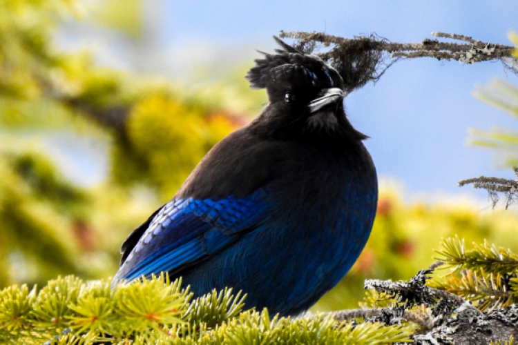 Steller's Jay - eBird