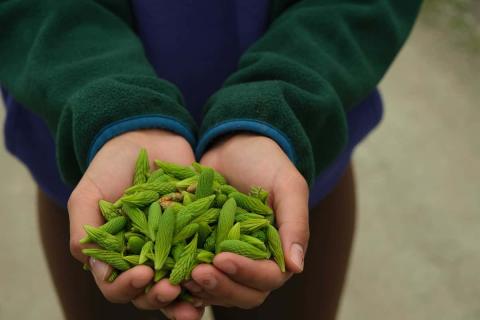 Hands holding spruce tips