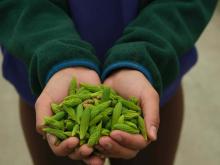 Hands holding spruce tips