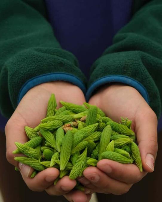 Hands holding spruce tips